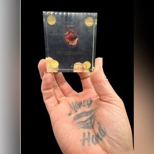 Vintage Turtox Clear Acrylic Resin Molgula Manhattensis Medical Scientific